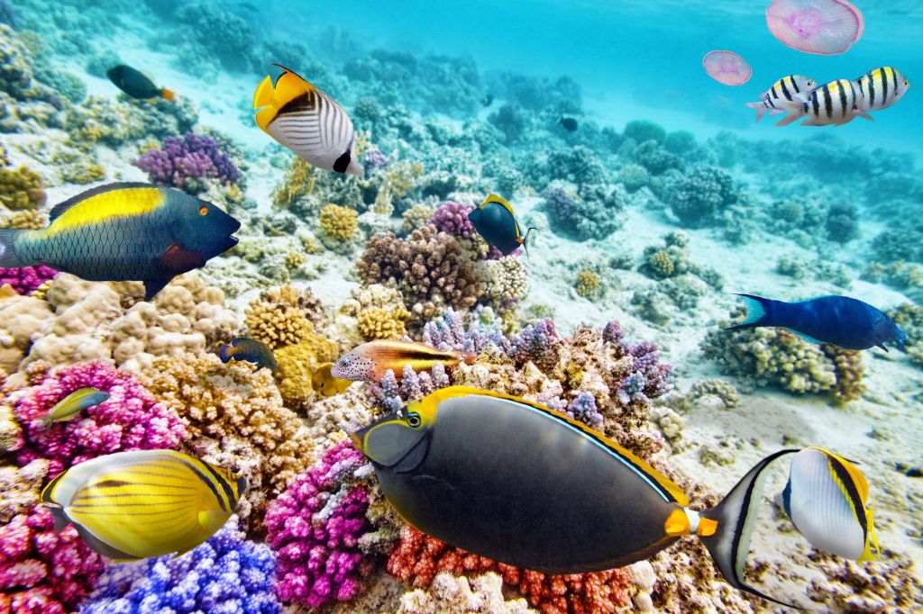 Шарм Эль Шейх