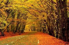 ტური საბადურის ტყეში !