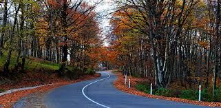 ტური საბადურის ტყეში !