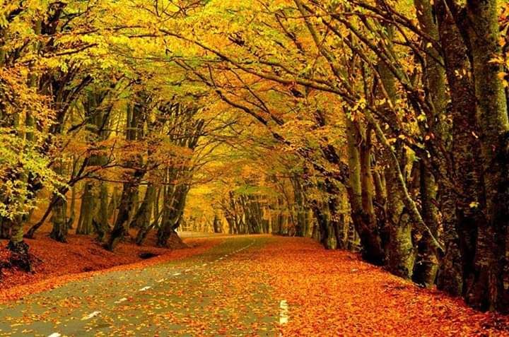 იჩქარეთ დაუვიწყარი საბადუტის ტყე