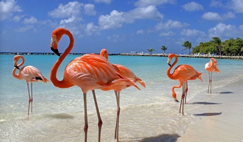 ლარნაკა /კვიპროსი  სრული  დღიანი საგზური - !