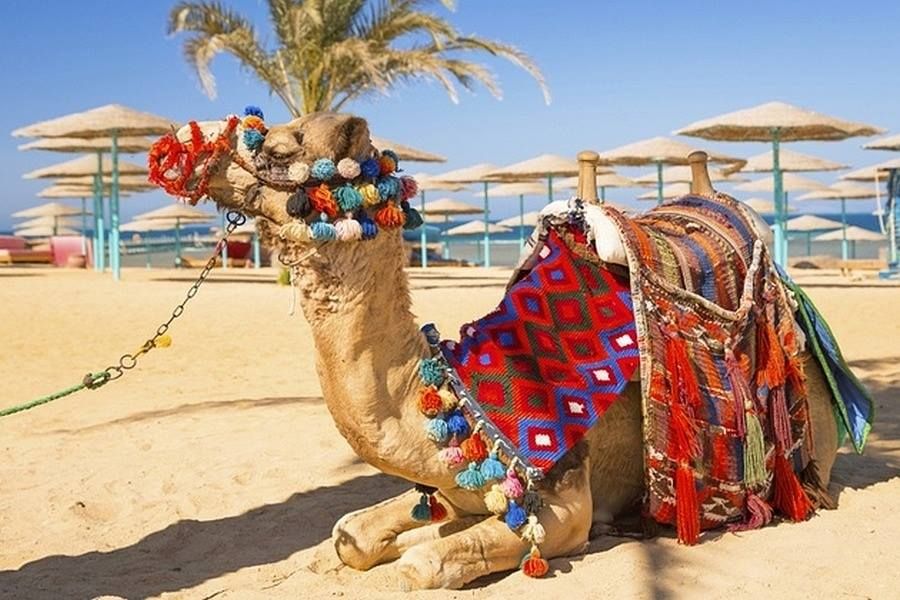 ფიუჩარ თრაველ ჯეორჯია დაუვიწყარი ძველით ახალი წელი შარმ ელ შეხში