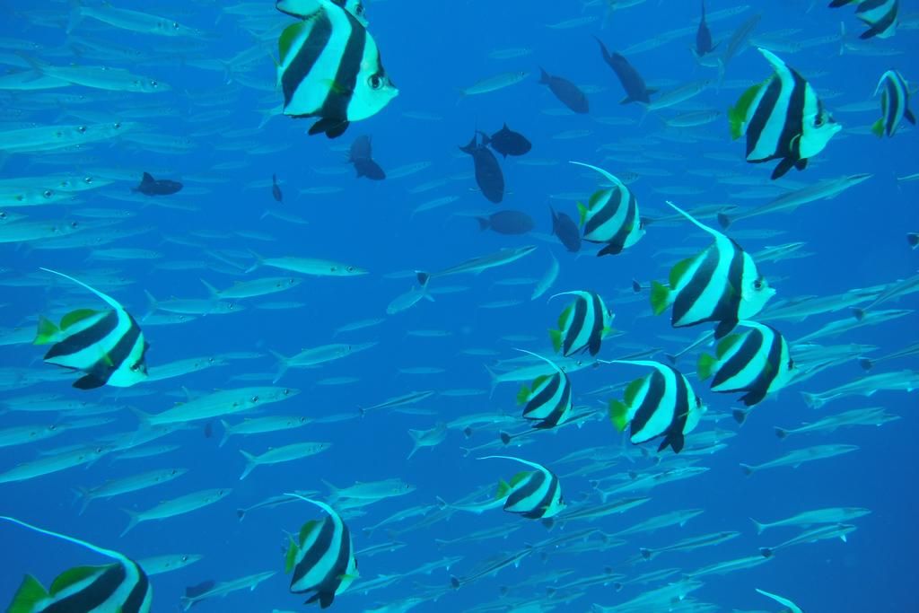 მოგზაურობა მალდივებზე