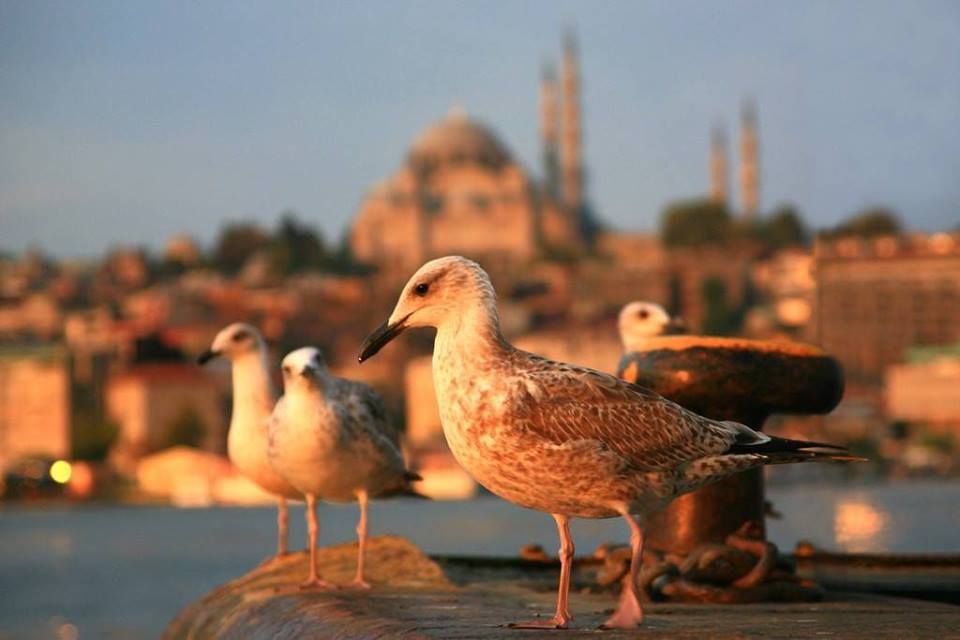 თურქეთი-სტამბული! დღიანი საგზური !