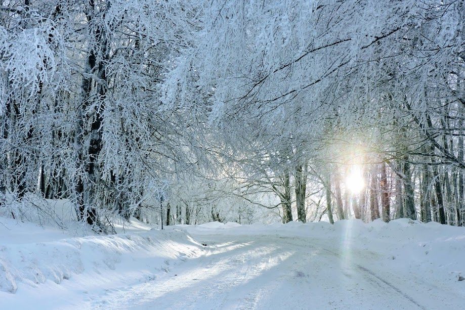საბადურის ტყის დღიანი ტური დეკემბერს