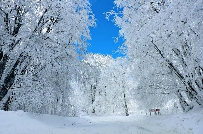 საბადურის ტყის დღიანი ტური
