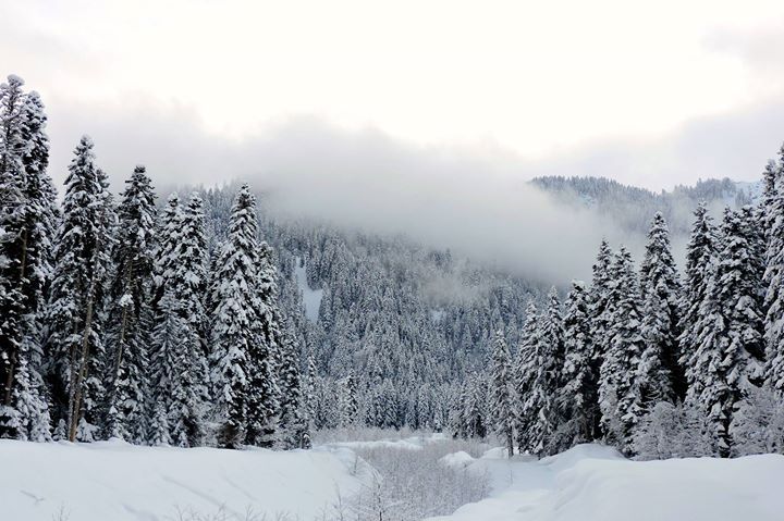 თოვლის ფესტივალი შოვში