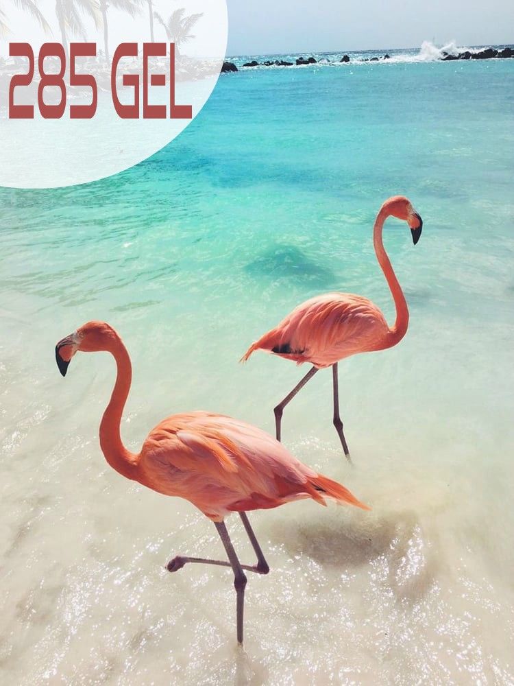 ფლამინგოების შოუ კვიპროსში !