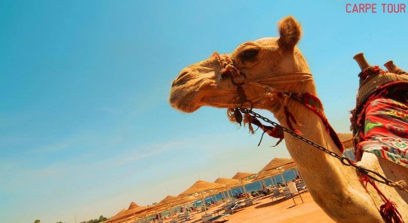 შარმ ელ შიხი, ეგვიპტე  ღამე  