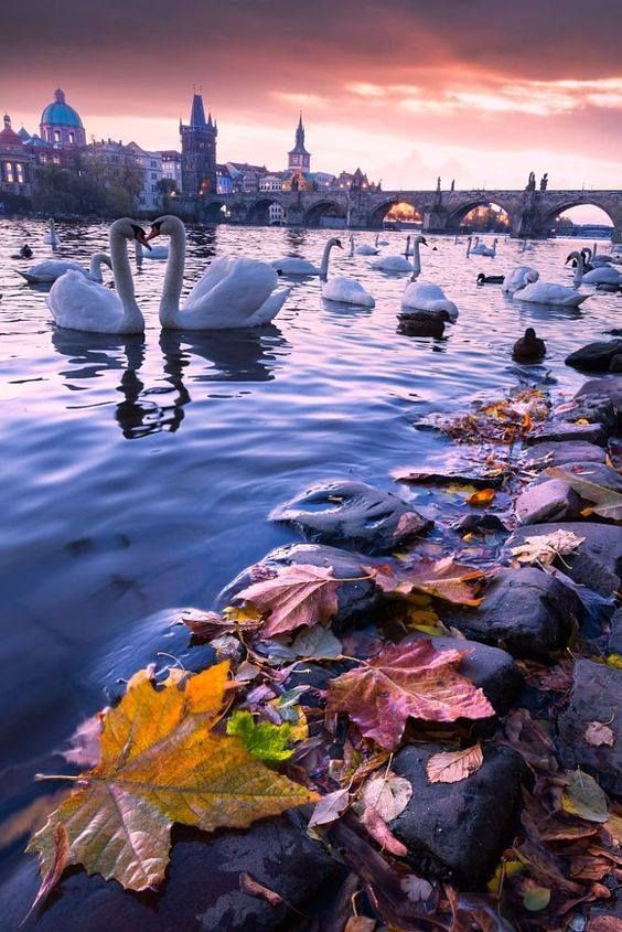 აქცია!!!  დღე პრაღაში !!!