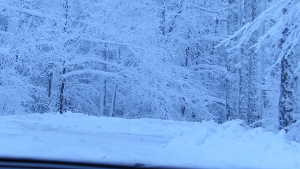 საბადურის ტყე აქცია , იანვარს