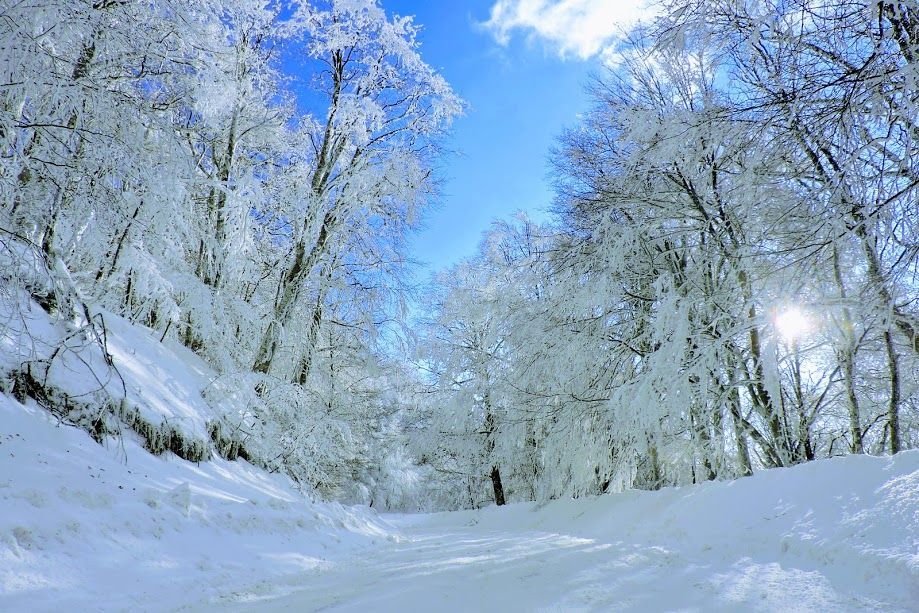 თოვლიანი საბადურის ტყე 