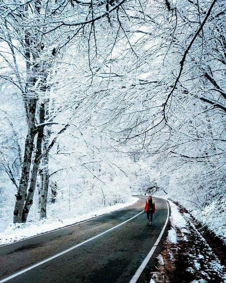 საბადურის ტყე იანვარს