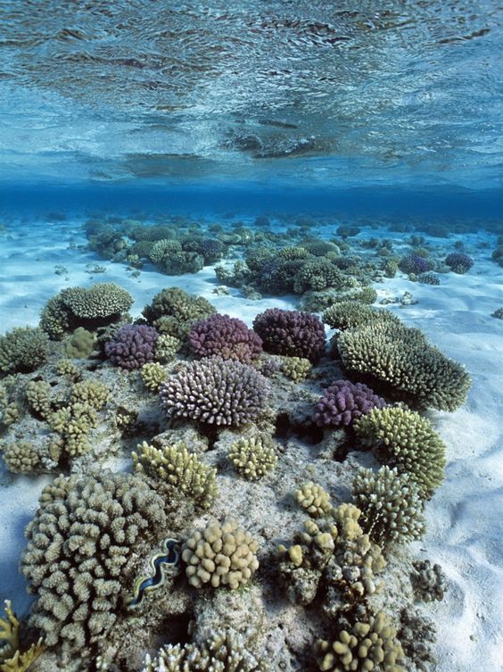 შარმ ელ შეიხი