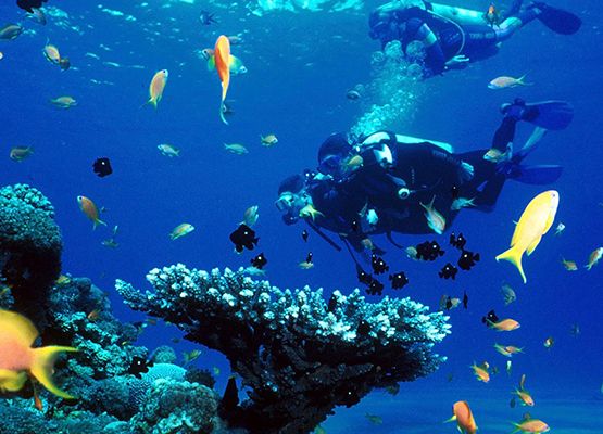 ვალენტინობა შრი-ლანკაზე -₾