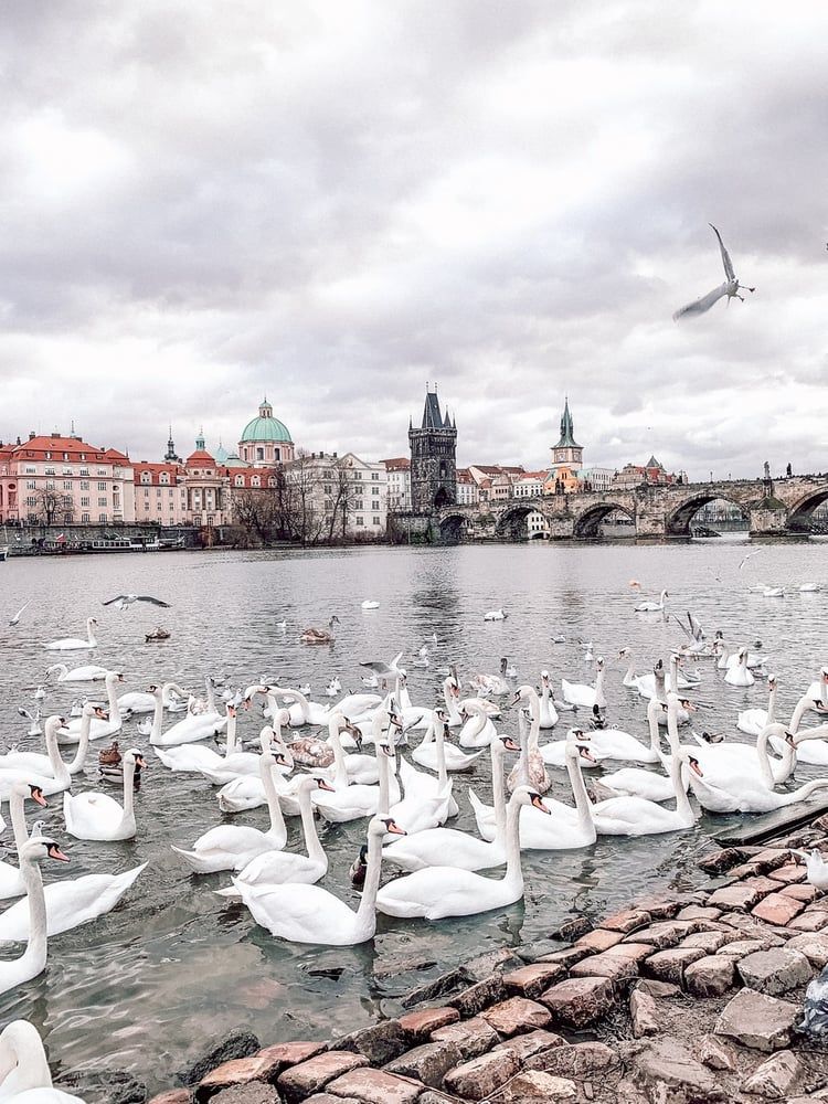 "ოქროს ქალაქი"-"ევროპის გული"- პრაღა გელოდათ თქვენ