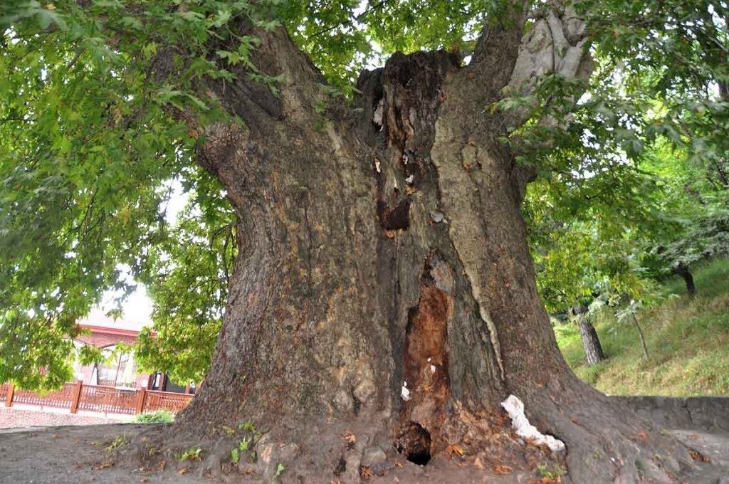 ტური კახეთში : ღვინის დაყენება წლისაა, კახეთი ღვინის სამშობლოა !
