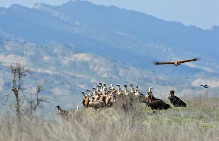 Tours in Vashlovani Protected Areas