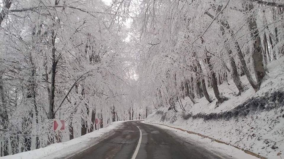 საბადურის ტყე- ხვალ თებერვალს