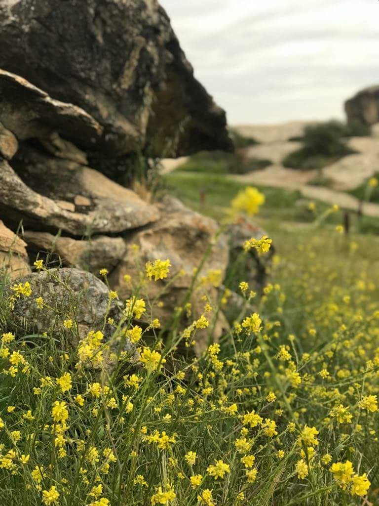 //აპრილი/* ბაქო-გობუსტანის ნაკრძალი