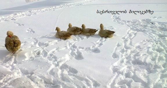 თოვლიანი ჯავახეთი - გაყინული ტბები