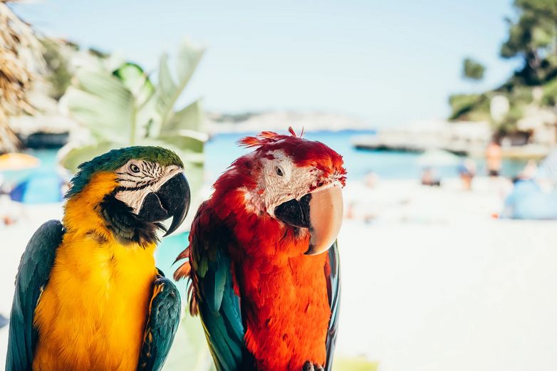 SPAIN ➤  PALMA DE MALLORCA (Early Booking) 