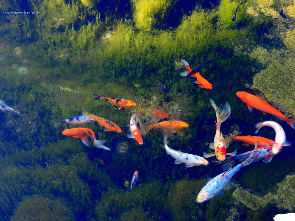 ქინძმარაული, შიოს მარანი, ილიას ტბა, ნეკრესი და ა.შ.
