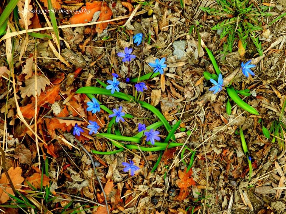 ლაშქრობა სარკინეს ქედზე