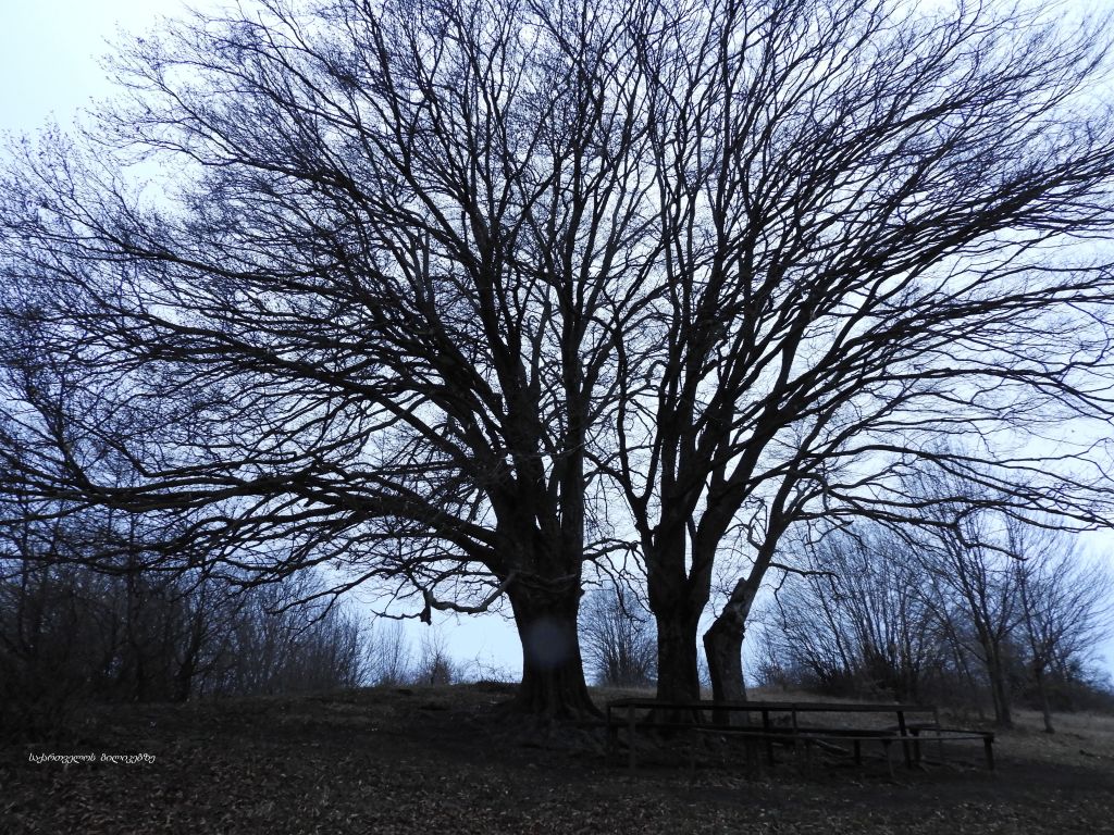 ჭერემი, ატმის ყვავილობა, ზიარის ტბა