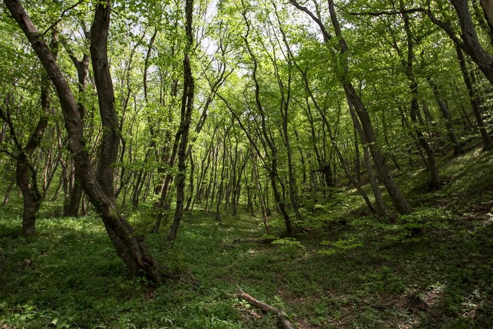 კვირაცხოვლობა - ამწვანებული ზედაზენი, ბზიანა, ნავდარაანთკარი