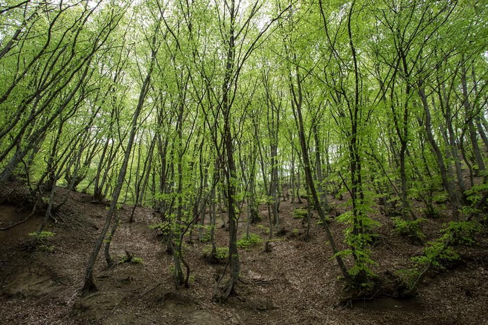 კვირაცხოვლობა - ამწვანებული ზედაზენი, ბზიანა, ნავდარაანთკარი