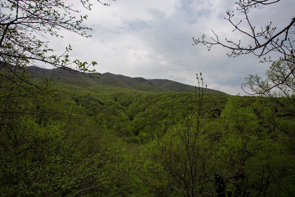 კვირაცხოვლობა - ამწვანებული ზედაზენი, ბზიანა, ნავდარაანთკარი