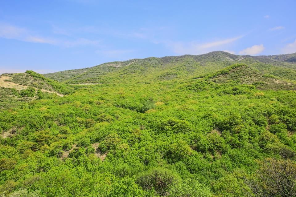 კვირაცხოვლობა - ამწვანებული ზედაზენი, ბზიანა, ნავდარაანთკარი
