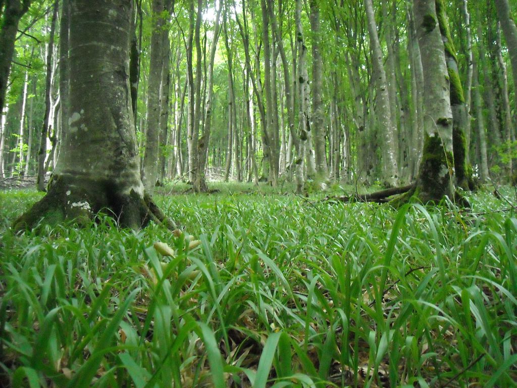 კვირაცხოვლობა - ამწვანებული ზედაზენი, ბზიანა, ნავდარაანთკარი