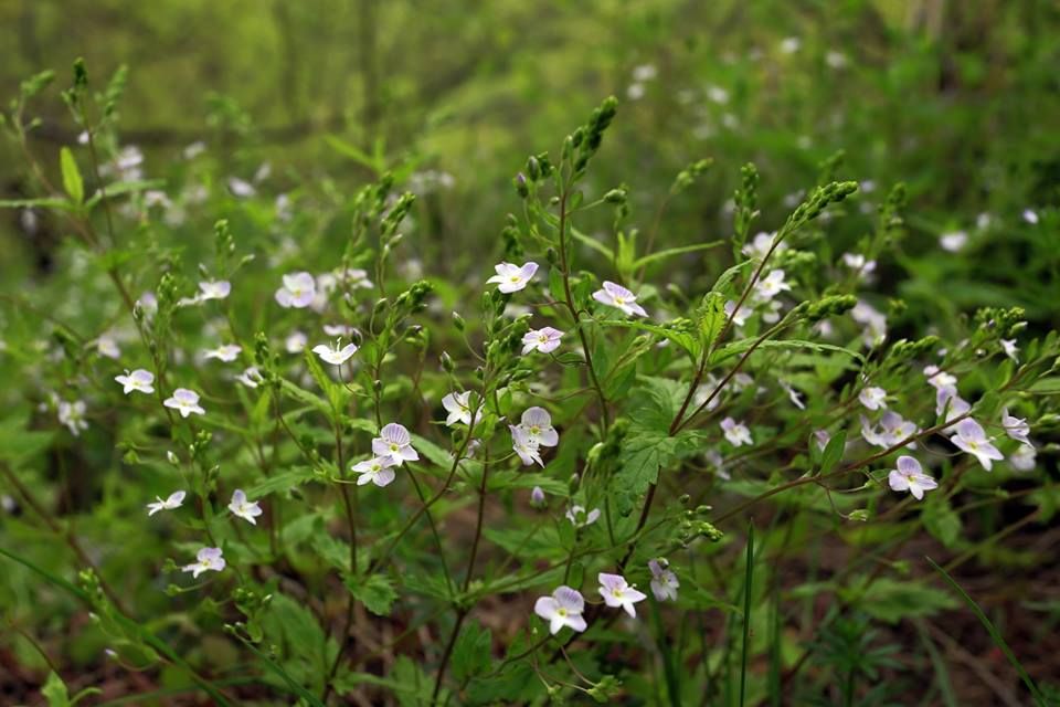 კვირაცხოვლობა - ამწვანებული ზედაზენი, ბზიანა, ნავდარაანთკარი