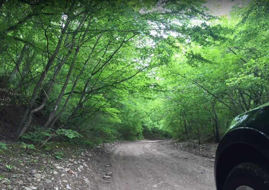 კვირაცხოვლობა - ამწვანებული ზედაზენი, ბზიანა, ნავდარაანთკარი