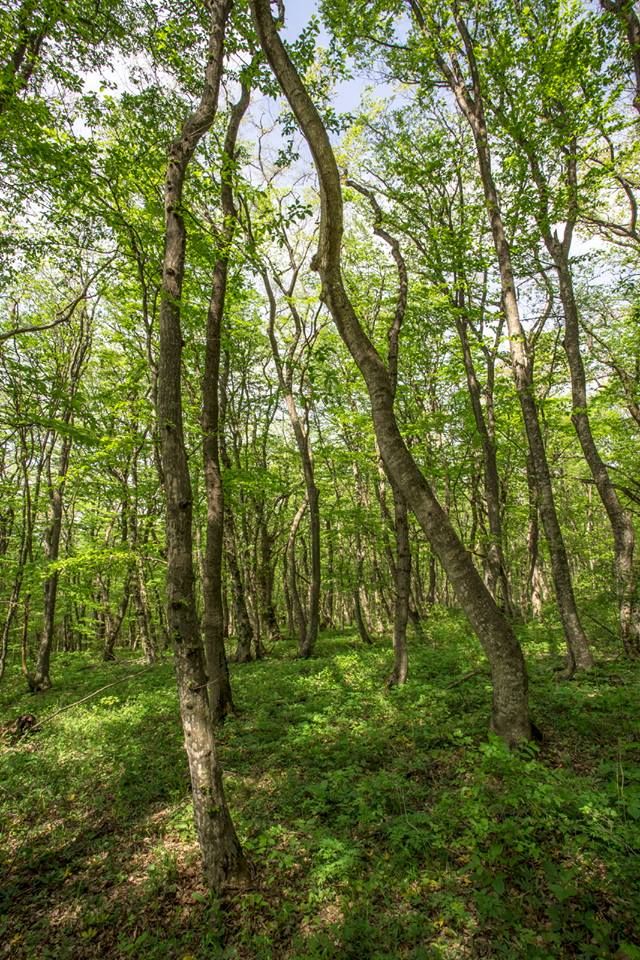 კვირაცხოვლობა - ამწვანებული ზედაზენი, ბზიანა, ნავდარაანთკარი