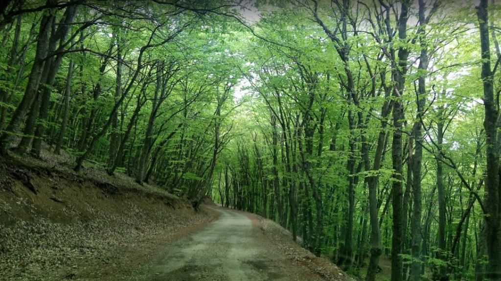 თამარობა - ბეთანია, წვერი, ქოროღლი, უძო