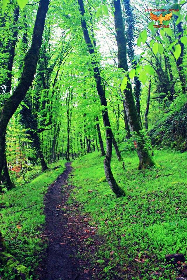 გურგენიანის ჩანჩქერი, ლაგოდეხი