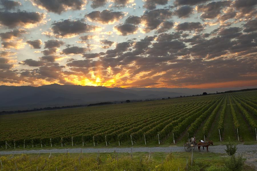 ერთდღიანი ტური სიღნაღი, წინანდალი, ყვარელი, ახმეტა, თელავი . . .
