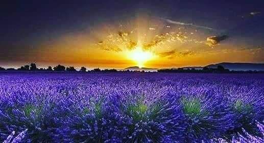 ლავანდების პლანტაცია