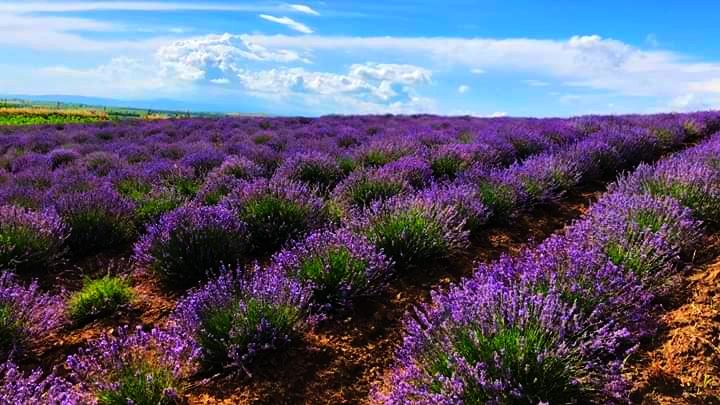 ლავანდების პლანტაცია