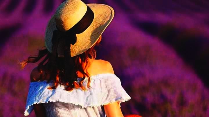 ლავანდების პლანტაცია