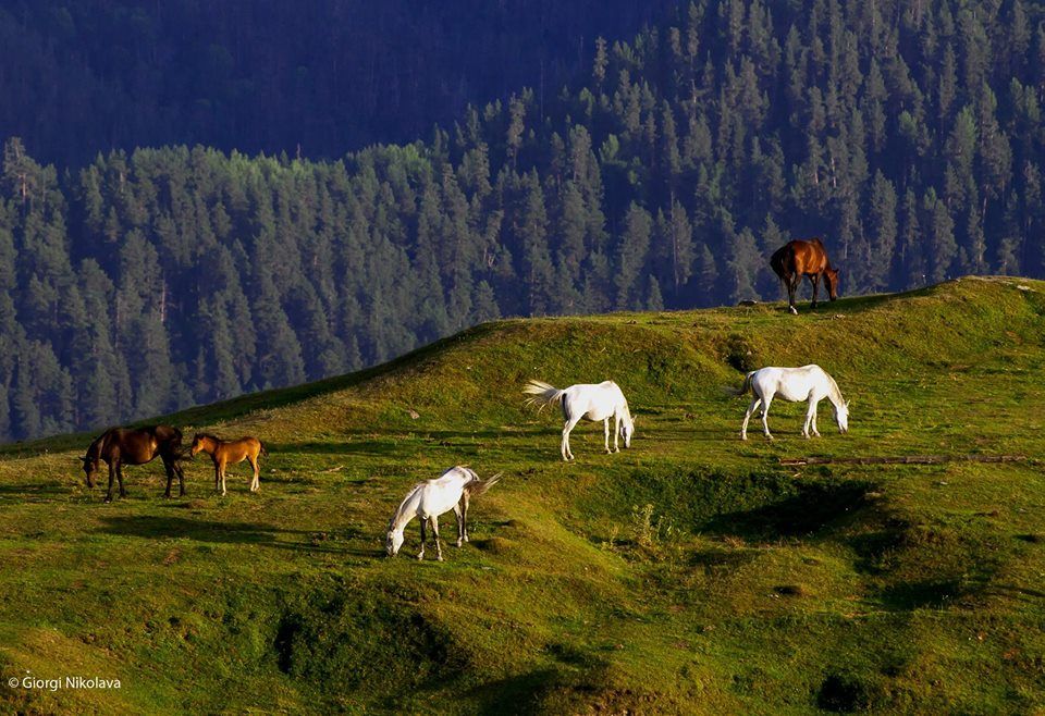 -- ივლისი - სამდღიანი თუშეთის ტური