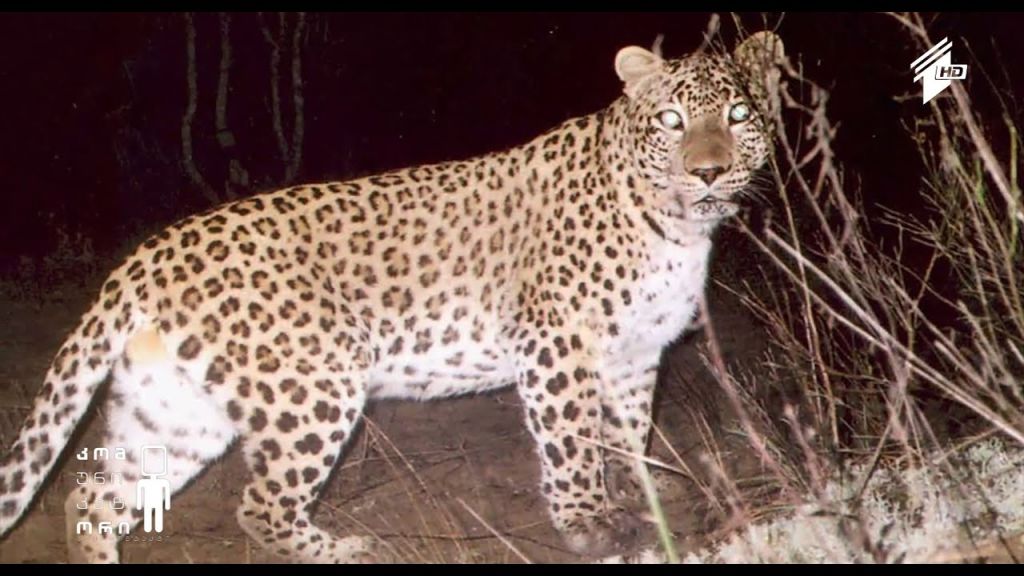 ვაშლოვანის დაცული ტერიტორიები