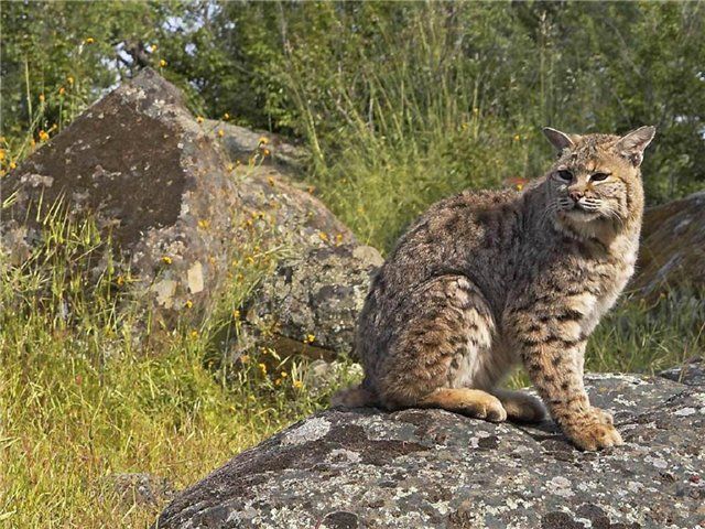 ვაშლოვანის დაცული ტერიტორიები