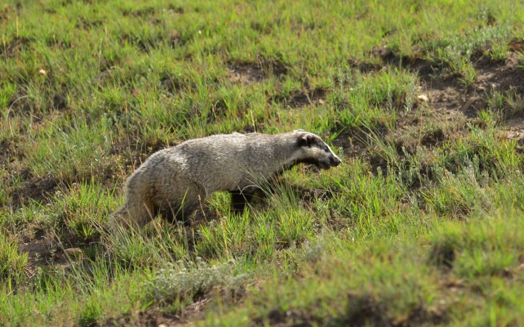 ვაშლოვანის დაცული ტერიტორიები