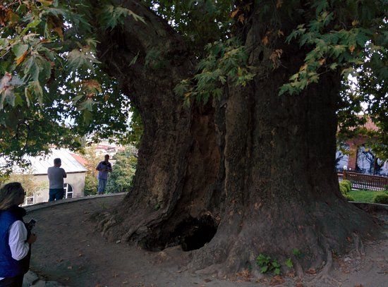 ღვინის ტური კახეთში : თელავი - წინანდელი - ახმეტა - ყვარელი : " მეღვინეობა ხარება " - კავკასიონის კლდეში ნაკვეთი ღვინის საცავი ... უნიკალური მუკუზანი . . . !