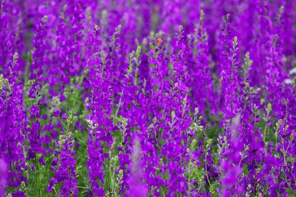 ლავანდების პლანტაცია, სიღნაღი, ბოდბე