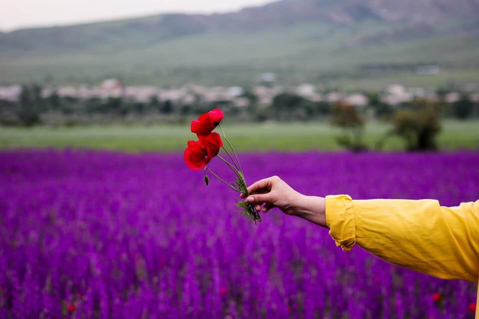 ლავანდების პლანტაცია, სიღნაღი, ბოდბე